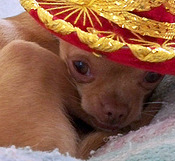 Chihuahua Small Breed Dog