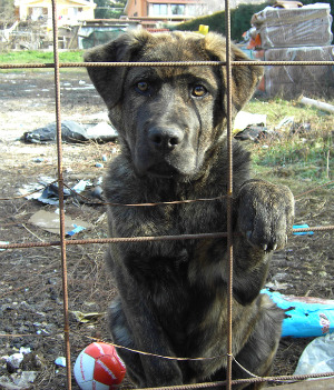 shelter dog trained by inmates