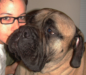 Mastiff