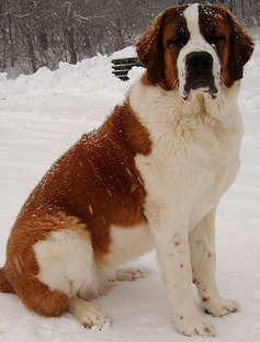 Saint Bernard Dog