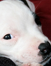 Staffordshire Bull Terrier Small Breed Dog