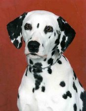 Dalmatian