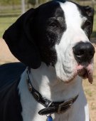 Great Dane 