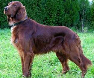 Irish Setter