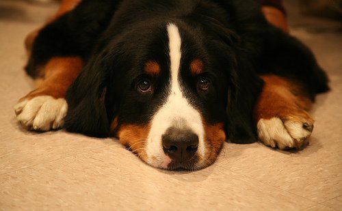 Bernese Mountain Dog