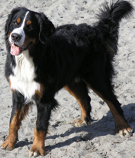 Bernese Mountain Dog