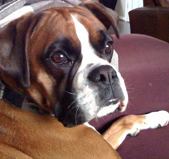 Boxer Dog