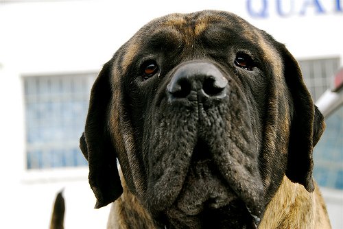 Bullmastiff