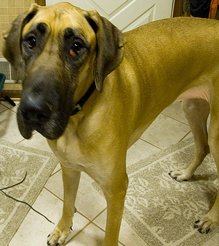 Great Dane