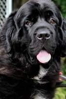 Newfoundland Dog