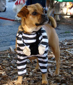 inmates training dogs