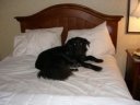 Dog in hotel