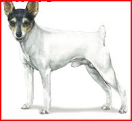 Toy Fox Terrier