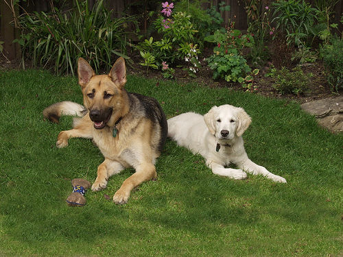 Puppies in Training