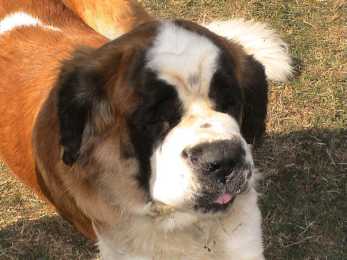 St Bernard 